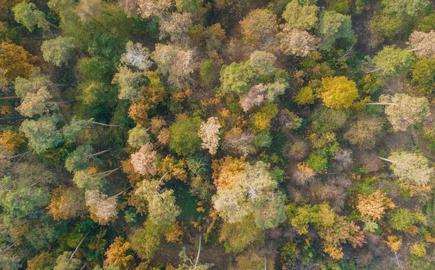 Vue aérienne de champ et forêt d'automne