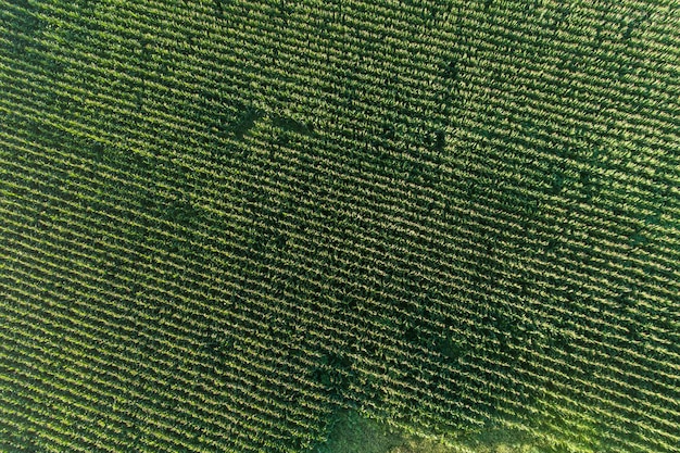 Vue aérienne d'un champ de maïs du point de vue d'un drone