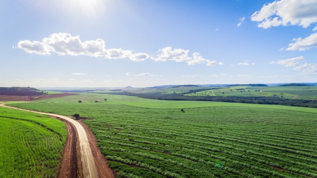 Vue aérienne de champ de plantation de canne à sucre avec la lumière du soleil. Agricole industrielle.