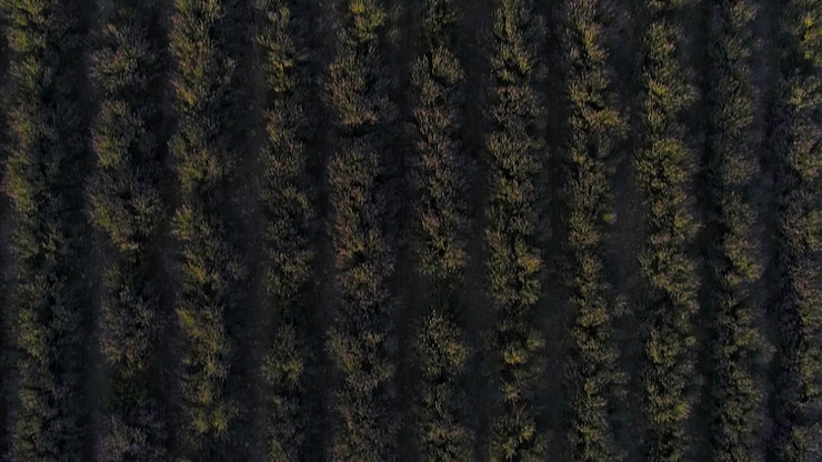 Photo vue aérienne d'un champ de soja cultivé par un drone vue de dessus avec des sillons noirs au sol