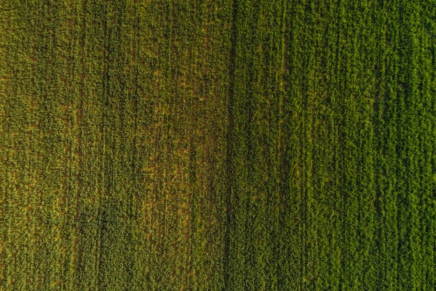 Vue aérienne d&#39;un champ vert