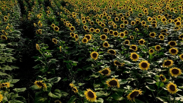 Vue aérienne des champs agricoles en fleurs d'oléagineux. Champ de tournesols. Vue de dessus.