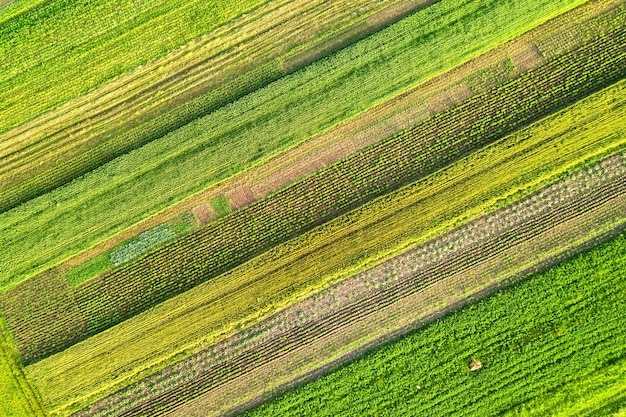 vue aérienne des champs agricoles verts au printemps avec de la végétation fraîche après la saison des semis