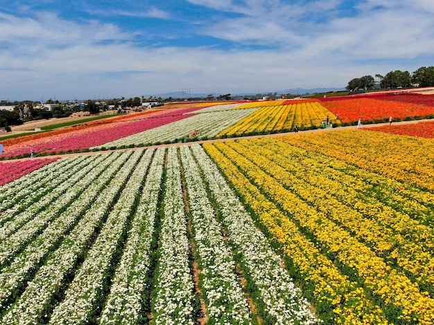 Vue aérienne des champs de fleurs. le touriste peut profiter des collines colorées du flux géant de Ranunculus