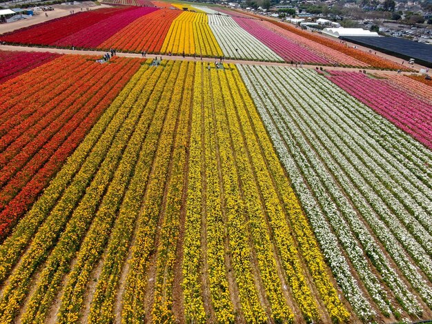 Vue aérienne des champs de fleurs. le touriste peut profiter des collines colorées du flux géant de Ranunculus