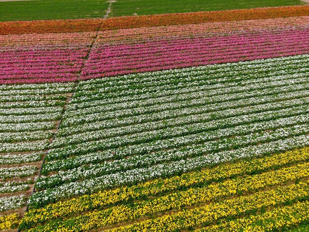 Vue aérienne des champs de fleurs. le touriste peut profiter des collines colorées du flux géant de Ranunculus