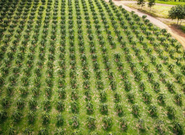 Vue aérienne des champs de fruits du dragon nature vert ferme agricole vue de dessus arbre fruitier du dragon