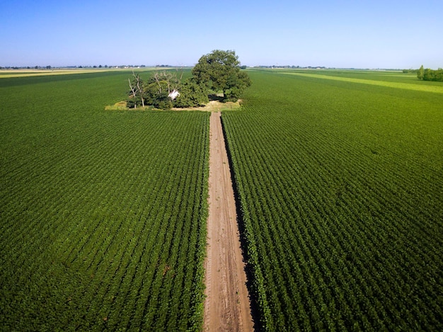 Vue aérienne de champs de soja agricoles