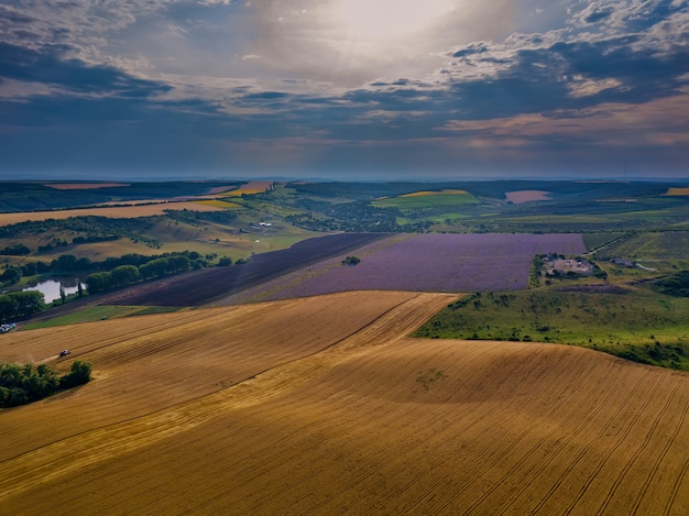 Vue aérienne des champs verts avant la récolte en été