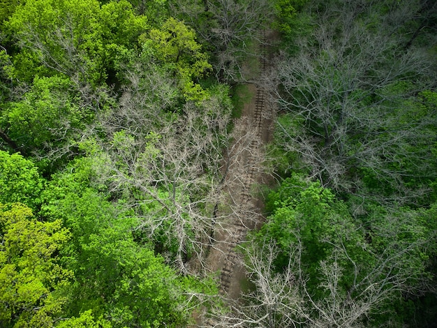 Vue aérienne d'un chemin de fer dans la forêt verte