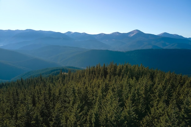 Vue aérienne des collines de montagne couvertes de bois de pins verts denses par beau temps