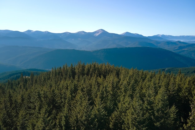 Vue aérienne des collines de montagne couvertes de pinèdes vertes denses par beau temps