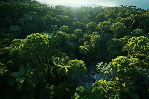 Une vue aérienne à couper le souffle d'une pluie tropicale luxuriante 00009 03