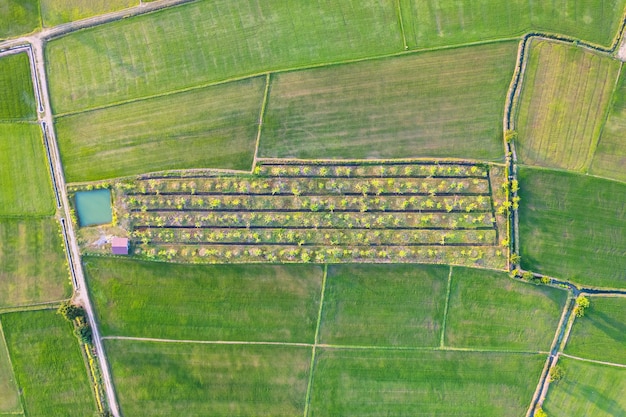 Vue aérienne de la culture agricole des rizières vertes dans les terres agricoles à la campagne