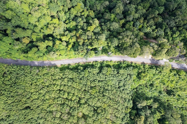 Vue aérienne Curve Road dans la forêt d'arbres verts d'été Drone caméra vue de haut en bas Paysage incroyable Vue grand angle Fond vert