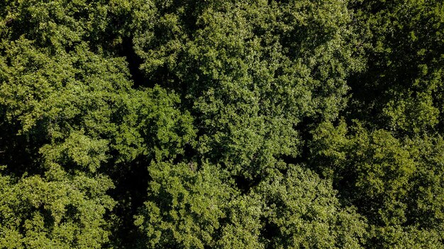 Vue aérienne depuis un drone d'une forêt ou d'un bois verdoyant