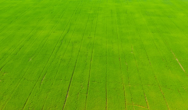 vue aérienne, depuis, voler, drone, de, riz champ, à, paysage, vert, modèle, nature, fond, vue dessus, champ, riz