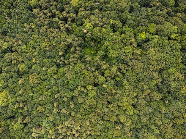 Vue aérienne de dessus de l'arbre forestier de l'écosystème de la forêt tropicale et de l'environnement sain concept et arrière-plan Te