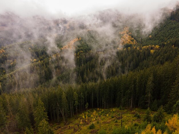 Vue aérienne de dessus des arbres forestiers brumeux dans la forêt en Slovaquie Photographie de drone Écosystème de la forêt tropicale et concept d'environnement sain Matin brumeux