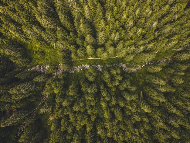 Vue aérienne de dessus des arbres forestiers brumeux dans la forêt en Slovaquie Photographie de drone Écosystème de la forêt tropicale et concept d'environnement sain Matin brumeux