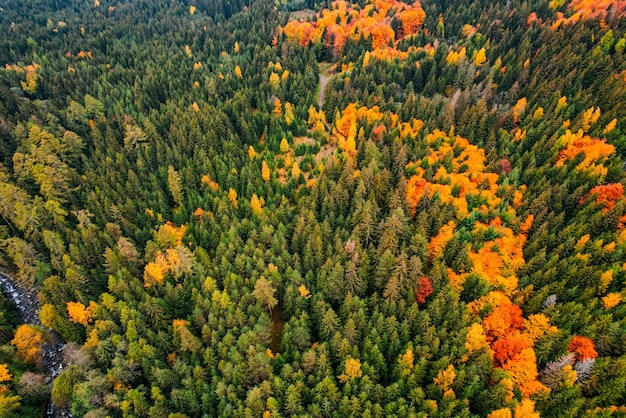 Vue aérienne de dessus des arbres verts d'automne dans la forêt en Slovaquie Photographie par drone Écosystème de la forêt tropicale et concept d'environnement sain Rivière de montagne xDxA