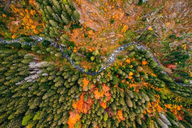 Vue aérienne de dessus des arbres verts d'automne dans la forêt en Slovaquie Photographie par drone Écosystème de la forêt tropicale et concept d'environnement sain Rivière de montagne xDxA