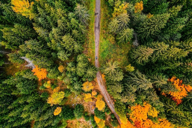 Vue aérienne de dessus des arbres verts d'automne dans la forêt en Slovaquie Photographie par drone Écosystème de la forêt tropicale et concept d'environnement sain Rivière de montagne xDxA
