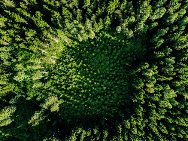 Vue aérienne de dessus des arbres verts dans la forêt vue d'en haut