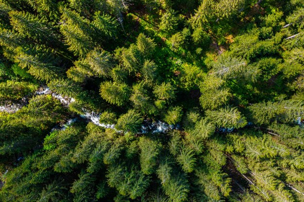 Vue aérienne de dessus d'arbres verts d'été dans la forêt en Finlande rurale