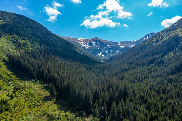 Vue aérienne de dessus d'arbres verts d'été dans la forêt en Finlande rurale