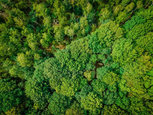 Vue aérienne de dessus des arbres verts d'été dans la forêt en photographie de drone rural