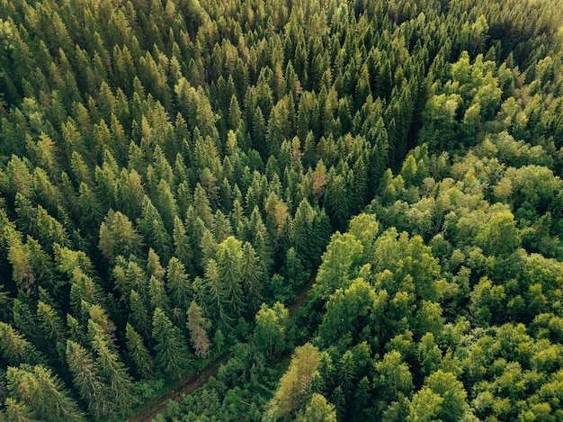 Vue aérienne de dessus des arbres verts d'été et de la route dans la forêt dans la Finlande rurale Photographie de drone