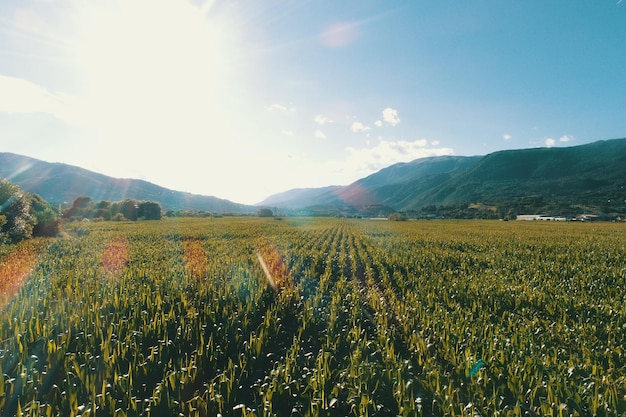 Vue aérienne de dessus d'un champ de maïs par une journée ensoleillée