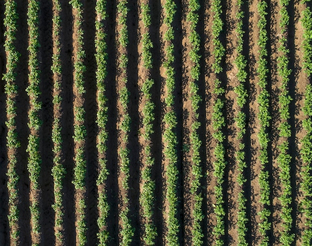 Vue aérienne de dessus du champ vert de pomme de terre avec des lignes de rangée Beau fond de l'agriculture