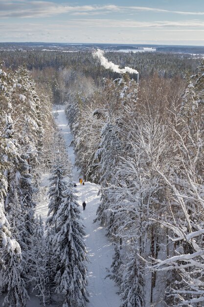 Vue aérienne de dessus de la forêt enneigée