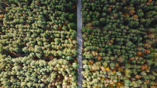 Vue aérienne de dessus de la forêt et de la route vue aérienne de la forêt épaisse en automne