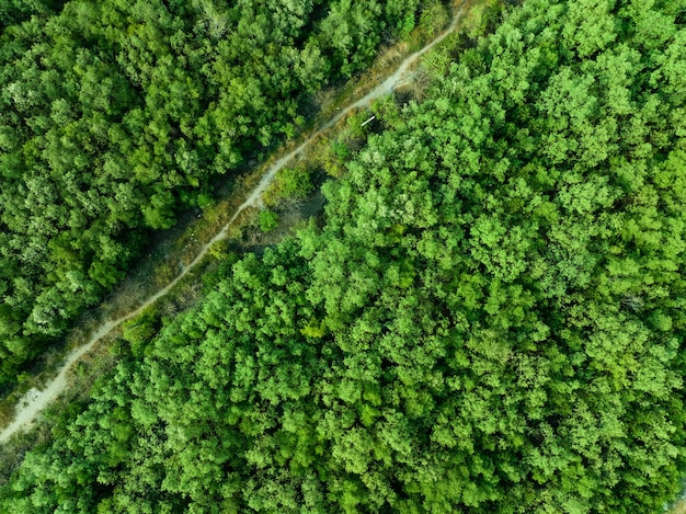 Vue aérienne de dessus de la forêt verte et du sentier forestier Vue par drone des arbres verts capte le CO2 Arbres verts