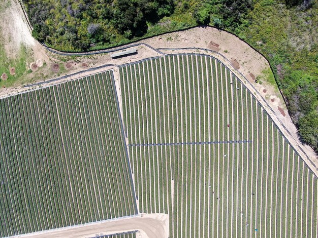 Vue aérienne de dessus des terres agricoles vertes et agriculteur travaillant dans la plantation Californie