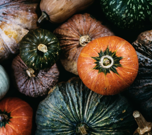 Vue aérienne de diverses citrouilles fraîches