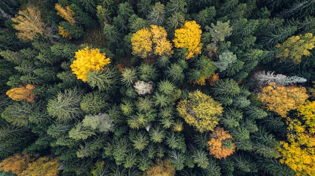 Vue aérienne de drone de forêt d'automne