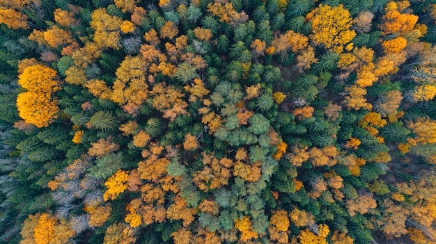 Vue aérienne de drone de forêt d'automne