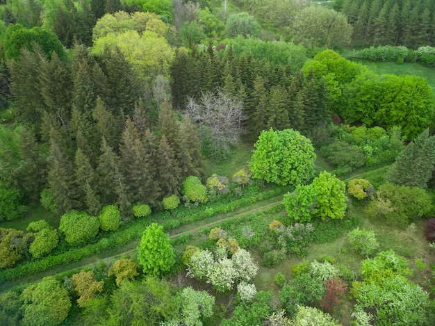 Vue aérienne de drone d'un jardin avec des allées d'arbres différents et de l'herbe verte.