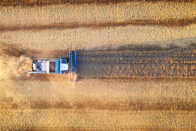 Vue aérienne de drone de moissonneuse-batteuse sur le champ de récolte. Notion agricole.