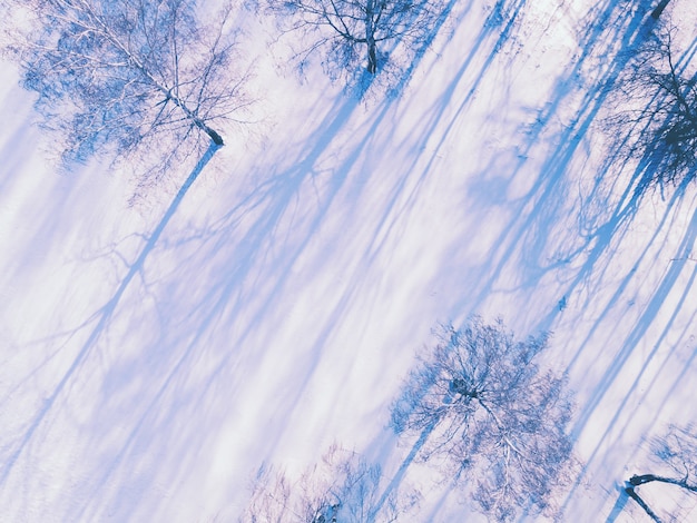 Vue aérienne de drone de prairie enneigée dans la forêt d'hiver au coucher du soleil. Beau paysage d'hiver.