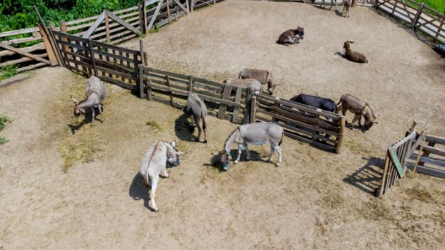 Vue aérienne d'un drone survolant de nombreux ânes dans un corral sur une ferme d'ânes