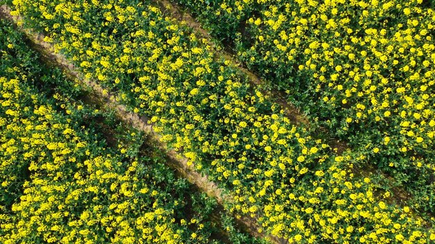 Vue aérienne de drones de champs de colza jaune dans la campagne allemande