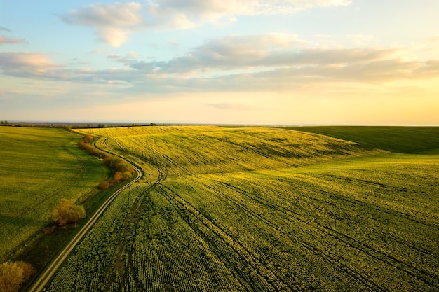 Vue aérienne du champ agricole vert vif avec de plus en plus de plantes de colza et de chemin de terre au coucher du soleil