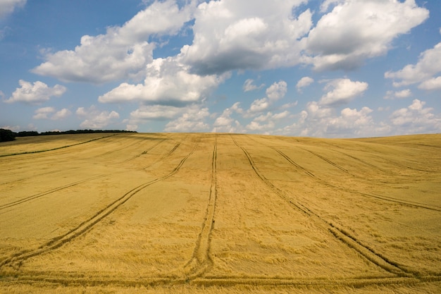 Vue Aérienne Du Champ De Blé De L'agriculture Jaune Prêt à être Récolté à La Fin De L'été.