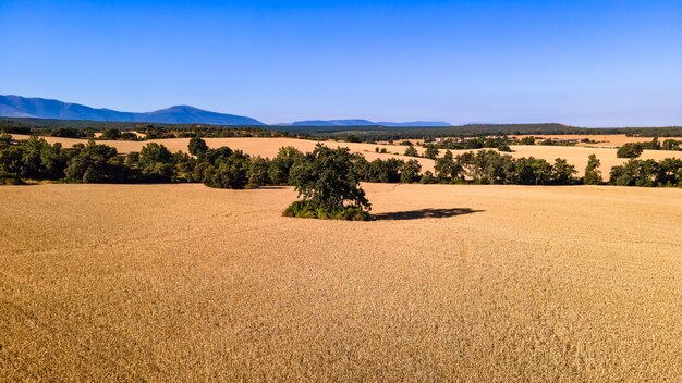 Vue aérienne du champ de céréales avant la récolte par beau temps et ciel bleu. Ségovie.