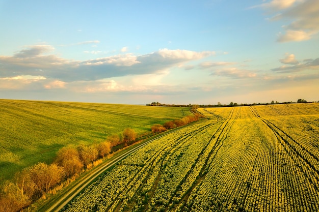 Vue aérienne du champ de ferme agricole vert vif avec des plantes de plus en plus de colza et chemin de terre au coucher du soleil.